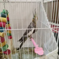 معاوز معاوز