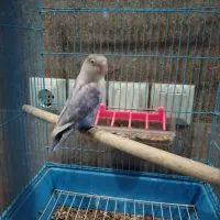 کوتوله برزیلی|پرنده|شیراز, شهرک مهرگان|دیوار