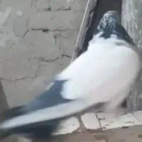 کبوتر کله دم سبز