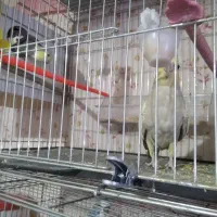 عروس هلندی|پرنده|تبریز, |دیوار