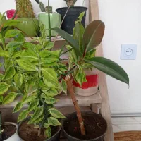 گل طبیعی فقط 100تومن