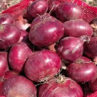 فروش بذر دستگیری قرمز مالبیک از شرکت مینروا|خدمات باغبانی و درختکاری|جیرفت, |دیوار
