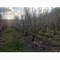 فروش-یک-قطعه-باغ
