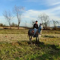 اسی نریان|اسب و تجهیزات اسب‌سواری|رضوانشهر, |دیوار