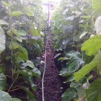 نهالستان کیوی هایوارد طلای با بیش از ۲۰ سال سابقه