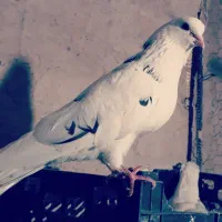 ماده سفید دوکت رنگ شب گرفتنی