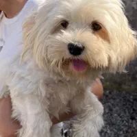 سگ پاکوتاه|سگ|تالش, هشتپر|دیوار