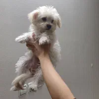 توله سگ دوماهه