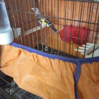 سهره جوجه نر