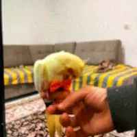 عروس هلندی تومحدود خیابان امام کوچه جلالوند گم شده