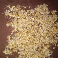 گندم حنطا بذری اوج بوجاری شده|گل و گیاه طبیعی|سوسنگرد, |دیوار