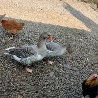 فروش مرغ  و خروس وغاز محلی