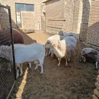 فروش چند عدد بره نر،وکره چپش|حیوانات مزرعه|بفروئیه, |دیوار