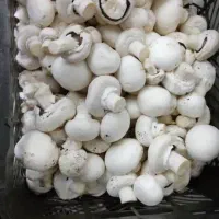 درجه سه