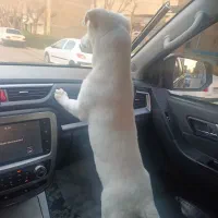 سگ اشپیتز پا کوتاه