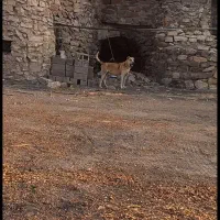 واکذاری سگ گله