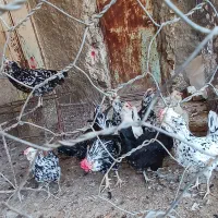 مرغ خروس گلین|حیوانات مزرعه|کازرون, |دیوار