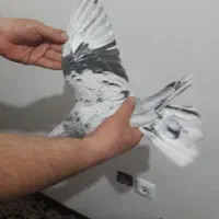 سرورلکه دار