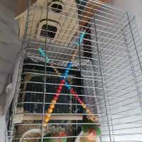 طوطی برزیلی|پرنده|بومهن, |دیوار