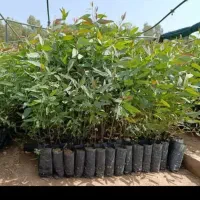 فروش نهال اکالیپتوس در شهرک هزارانی