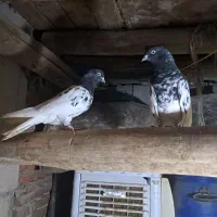 یک جفت کبوتر کله سیاه|پرنده|بناب, |دیوار