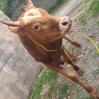 ورزاکوله چالوسی