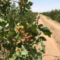 فروش باغ پسته