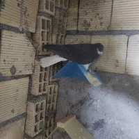 چند عدد کبوتر رنگی به شرط پرش