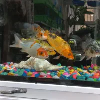 ماهی کوی مولد و پیش مولد|ماهی|اردکان, |دیوار