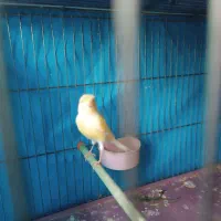 گلاستر ماده