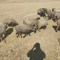 فروش 45عدد میش داشتی زاییده و آبستن|حیوانات مزرعه|میانکوه, |دیوار