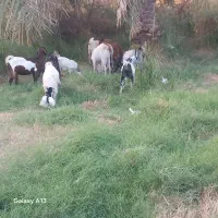 گوسفند رشتی