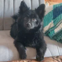 پامرین ماده