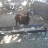 بره افشاری ماده عالی درجه یک|حیوانات مزرعه|صحنه, |دیوار