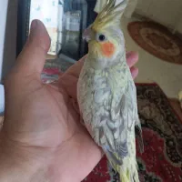 طوطی دستی