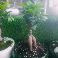 گل بنسای برگ پهن و ساده پر برگ و کم برگ|گل و گیاه طبیعی|ری, بازار گل خاوران|دیوار