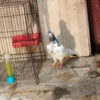 کبوتر تدی پاکستانی|پرنده|رودسر, |دیوار