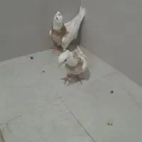 جوجه کفتر|پرنده|قم, آزادگان|دیوار