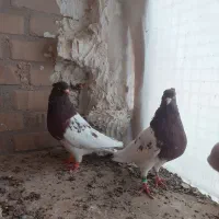 جفت کله سرخ مقبول