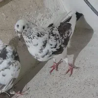 دو عدد کفتر