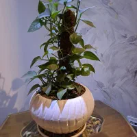 گل پتوس طبیعی