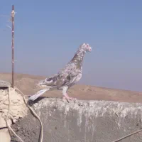 سرورشکلاتی|پرنده|تربت جام, میان جام|دیوار