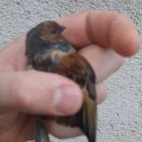 چنتا سهره سینه سرخ قناری.گلبسر.کبوتر.انگشتر|پرنده|کرمانشاه, |دیوار