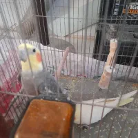 جفت عروس