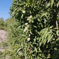 انواع درخت پیوندی ....