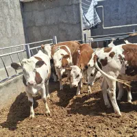 گاو گوساله سمینتال قرمز