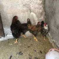 مرغ و خروس ویاندوت و گلین|حیوانات مزرعه|مشهد, فلسطین|دیوار