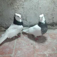 کبوترطوقی‌نروماده