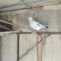 شامی کاکلی|پرنده|زرین دشت (فارس), |دیوار