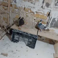 کفتر